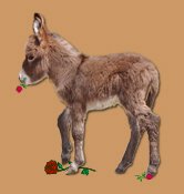HHAA Drama Queen, red miniature donkey with star