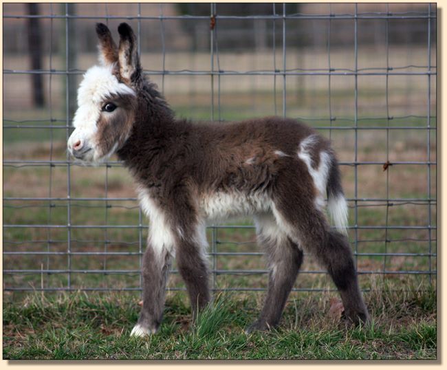 HHAA Marvel, a.k.a. Mar, miniature donkey for sale at Half Ass Acres.