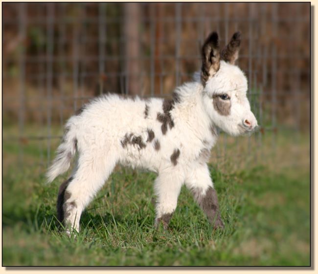 HHAA Peeping Tom, spotted miniature donkey jack born at Half Ass Acres.