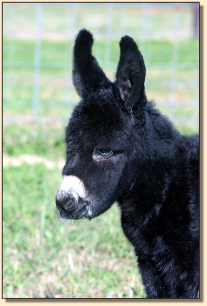 Promises, Promises, Black Miniature Donkey Jennet born at Half Ass Acres in 2017