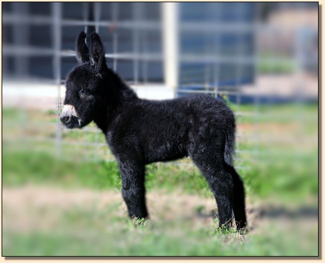 Promises, Promises, Black Miniature Donkey Jennet born at Half Ass Acres in 2017