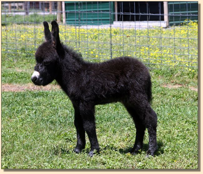 HHAA Will Power, black miniature donkey jack born at Half Ass Acres in 2017.
