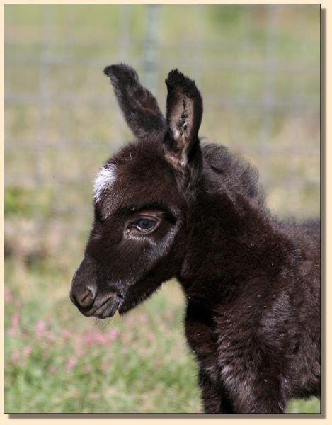H. R. Diamond in the Ruff, dark miniature donkey with star, no light points and blue/gray eyes.