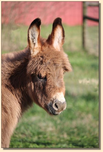 HHAA Rojo's Red Raider (Rufus), red miniaturte donkey jack born at Half Ass Acres Miniature Donkey Farm in 2019.