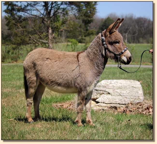 Miniature donkey jennet for sale at Half Ass Acres!