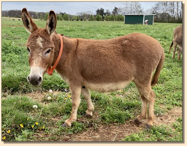LAR's Little Cinnamon, red jennet w/star miniature donkey for sale bred for 2019 foal.