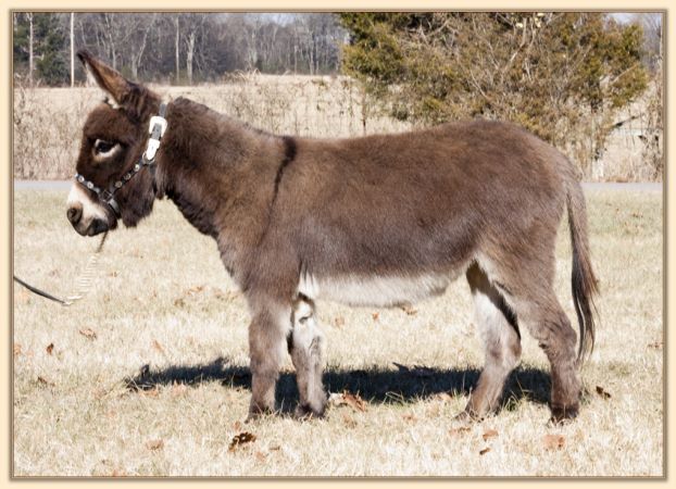 Parkway Farms Mocha, dark brown miniature donkey jennet for sale at Half Ass Acres