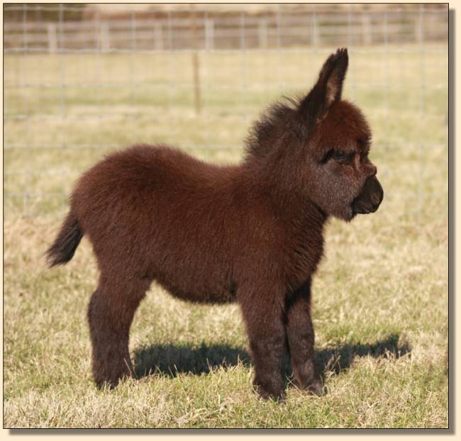 Black Miniature Donkey For Sale