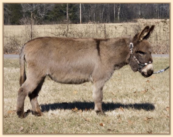 Parkway Farms Willow, gray-dun miniature donkey jennet for sale at Half Ass Acres