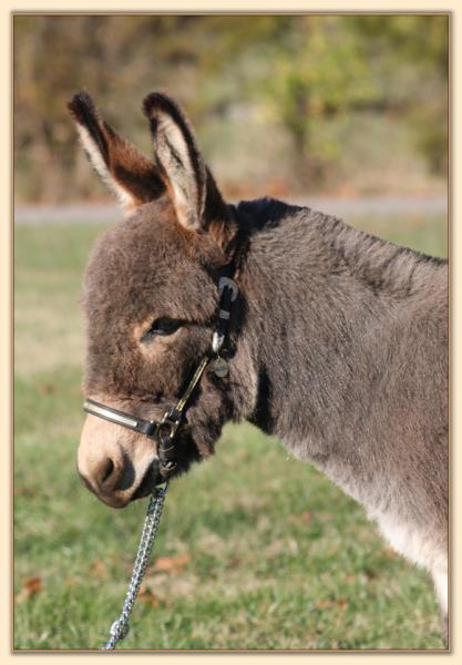 KiTerra's Yoda, gray-dun miniature donkey gelding for sale at Half Ass Acres Miniature Donkeys
