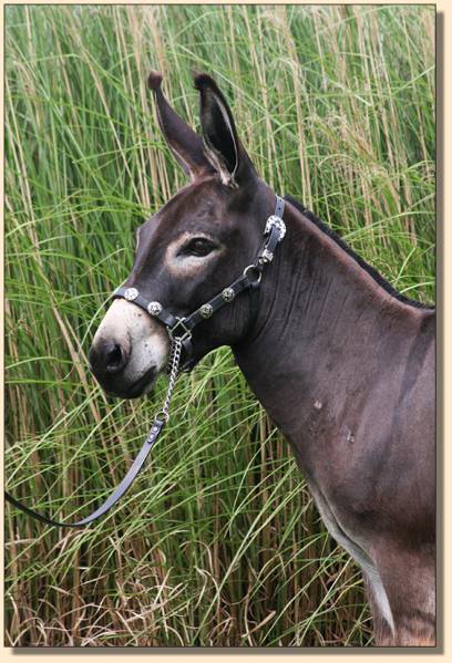 Hill Country Mini's Justa Gigalo, miniature donkey show/driving gelding
