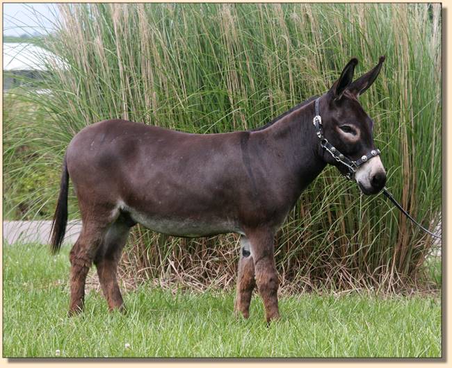 Hill Country Mini's Justa Gigalo, miniature donkey show/driving gelding