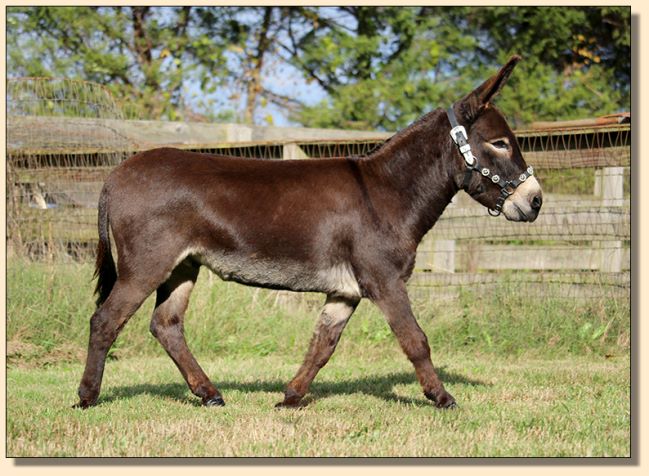 Driving Miniature Donkey Gelding For Sale!