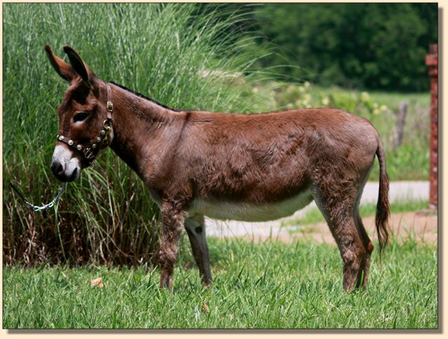 Brown Sugar, 34.5" mininature donkey jennet for sale at Half Ass Acres.