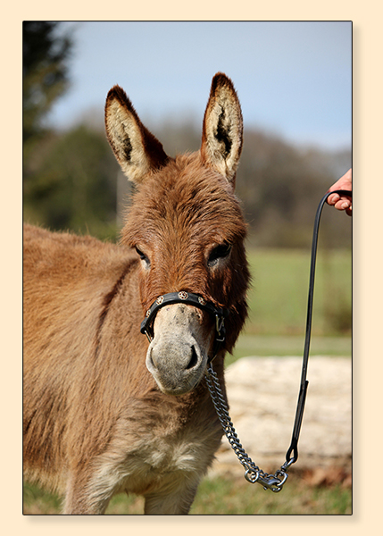 Little Friends Tahini, dark red miniature donkey jennet.