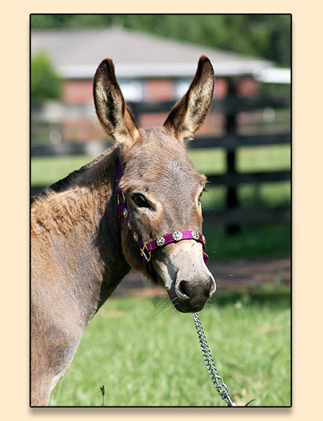 Troytown's Mud Pi Coded, miniature donkey jennet for sale at Half Ass Acres in Chapel Hill, Tn.