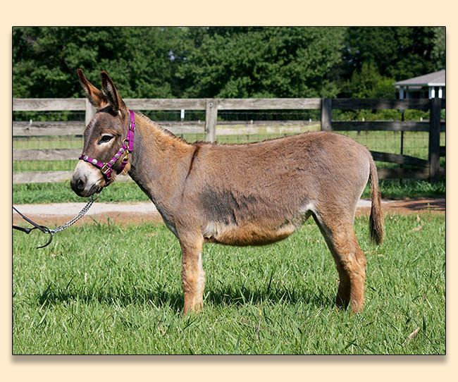 Troytown's Mud Pi Coded, miniature donkey jennet for sale at Half Ass Acres in Chapel Hill, Tn.