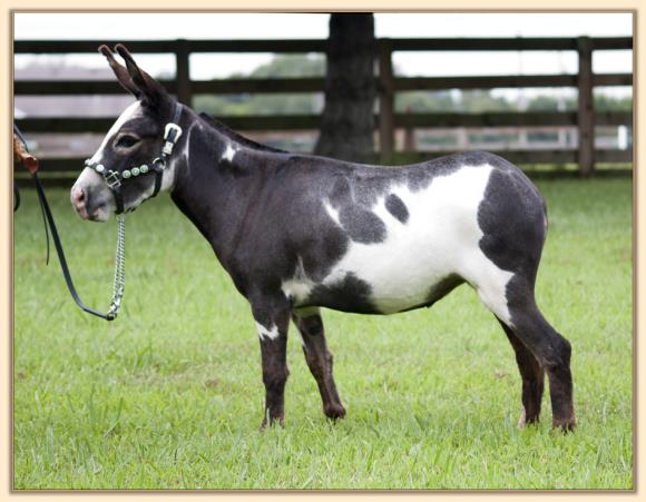 Pony-Tailed Lass, Mascot of Half Ass Acres Miniature Donkey Farm!