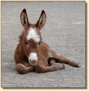 Click photo to enlarge image of miniature donkey