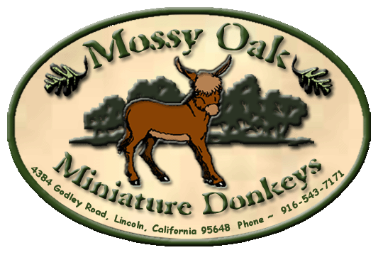 Mossy Oaks Miniature Donkeys