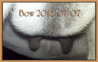 Bow 2012-07-07