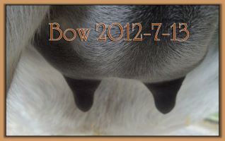 Bow 2012-7-13