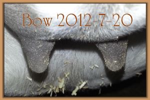 Bow 2012-7-20