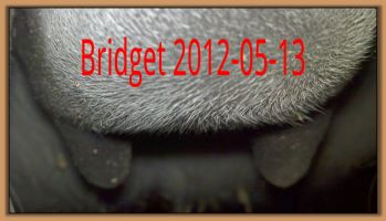 Bridget 2012-05-13