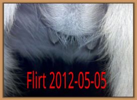 Flirt 2012-05-05