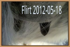Flirt 2012-05-18
