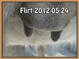 Flirt 2012-05-24