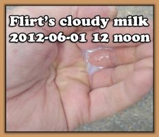Flirt's cloudy milk 12 noon on 6/01/12