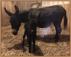 Black Jennet born on 11/12/16. She weighs 17.6 lbs and was 20.25" tall.