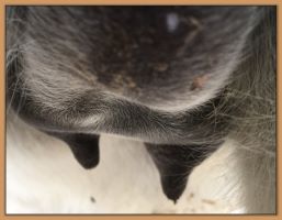 Photos of miniature donkey jennet's teats and bags that are close to foaling.