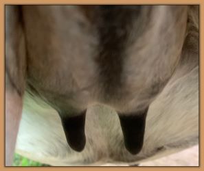 Bainbridge Sierra Mist, miniature donkeys teats before foaling