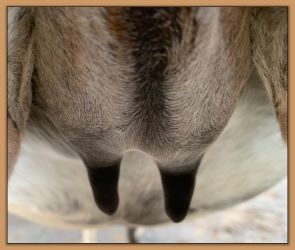 Bainbridge Sierra Mist, miniature donkeys teats before foaling