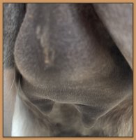 Photo of miniature donkey's bag and teats before foaling.