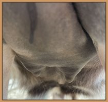 Photo of jennet's teats and bag before foaling