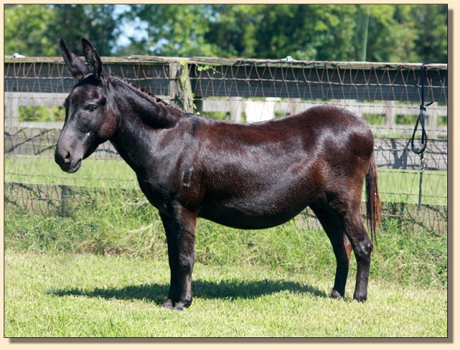 Heiken's Ark Lucia, black brood jennet at Half Ass Acres who has produced many National Champions!