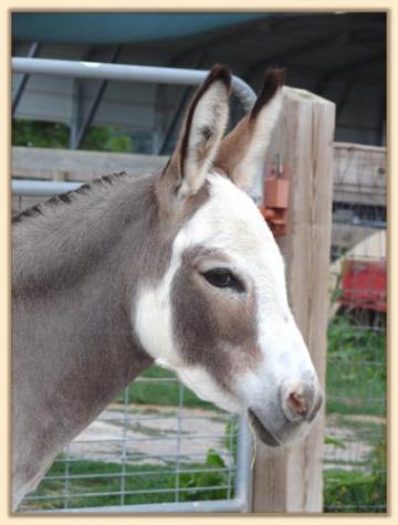 Dewey Meadows Valerie, spotted miniature donkey brood jennet at Half Asss Acres
