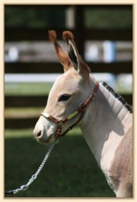 Flight of Fancy Aphroditie's Pink Nitie