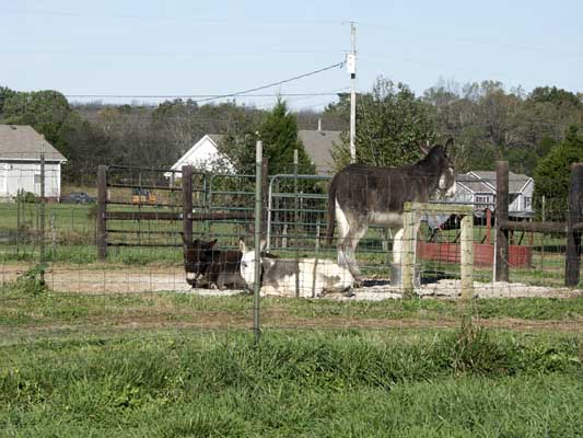 Half Ass Acres Miniature Donkey Farm New Turn Out Shed