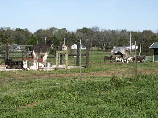 Half Ass Acres Miniature Donkey Farm New Turn Out Shed