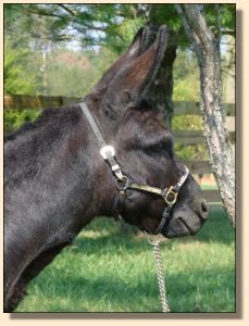 Click photo of miniature donkey to enlarge image