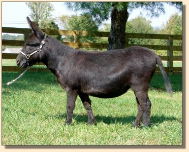 Click photo of miniature donkey to enlarge image