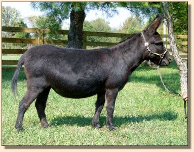 Click photo of miniature donkey to enlarge image