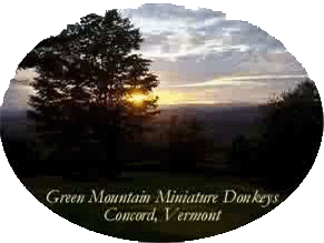 Green Mountain Miniature Donkeys ~ Concord, Vermont