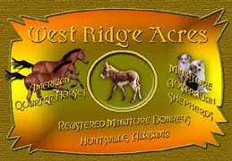 West Ridge Acres ~ Miniature Donkeys, Quarter Horses, Miniature Australian Shepherds
