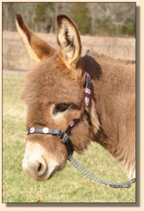 Click photo of miniature donkey to enlarge image