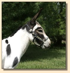 MGF Primero, Black & White Spotted Miniature Donkey Herd Sire